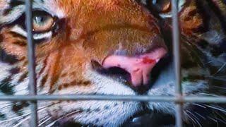 Wild Animals As Pets - Backyard Zoo